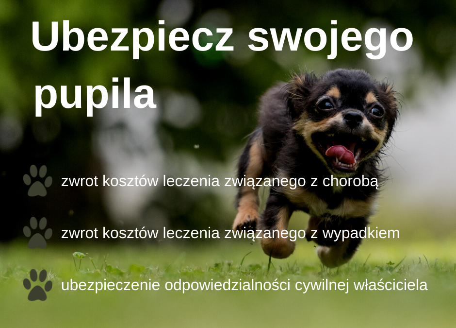 ubezpieczenie psa